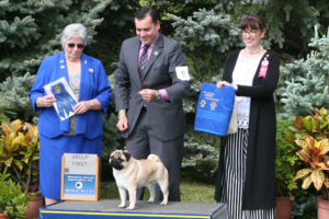 planting-fields-dog-show-3